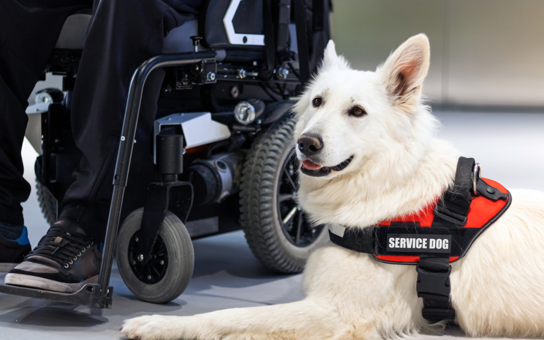 A Day in the Life of a Service Dog: Dedicated Companions on Duty 24/7