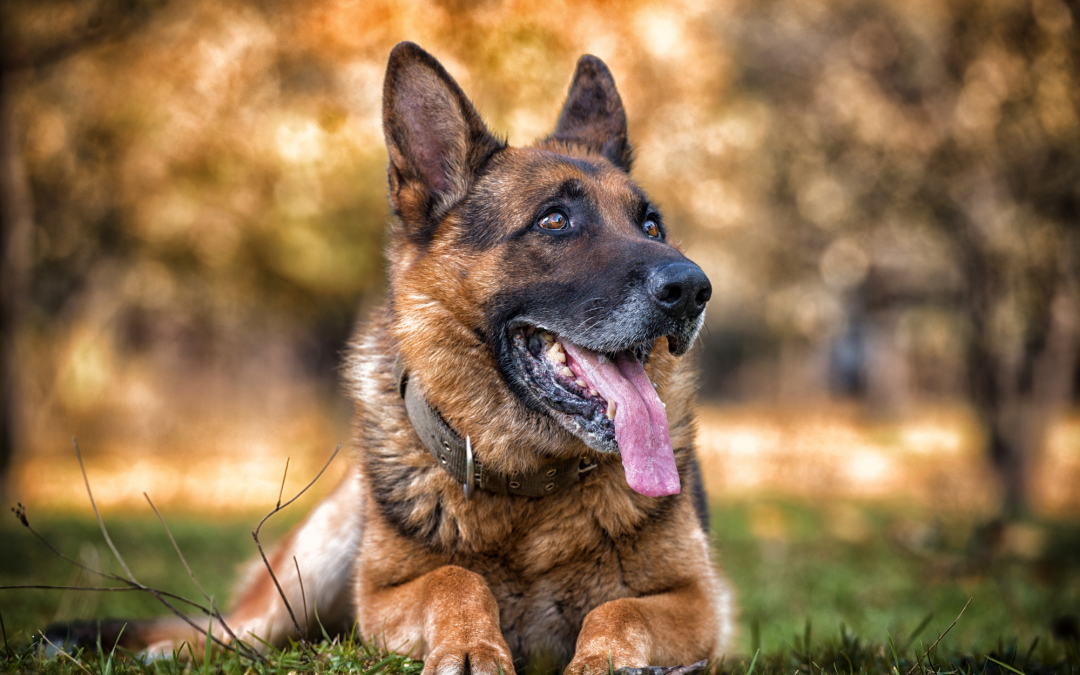 The Best Dog Breeds for Service Work: Loyal Companions with Exceptional Skills