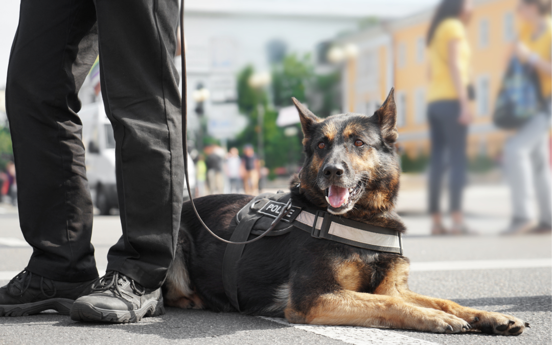 Understanding Service Dog Etiquette: What You Should and Shouldn’t Do