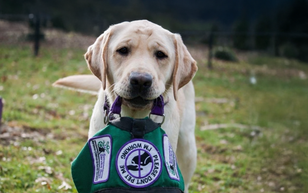 How Service Dogs Help People with Disabilities: Beyond Guide Dogs